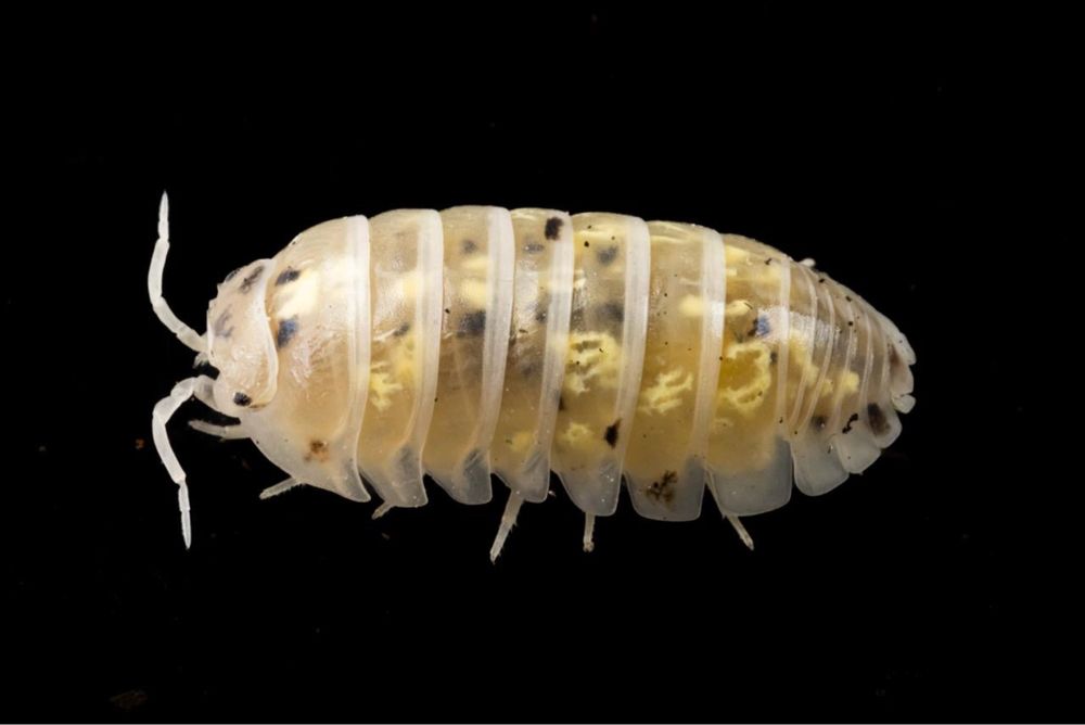 isopody armadillidium vulgare magic potion x10