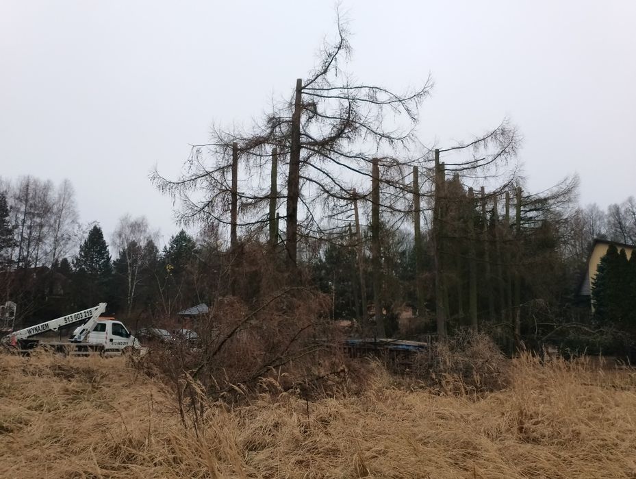 Wynajem zwyżki - Podnośnika Koszowego