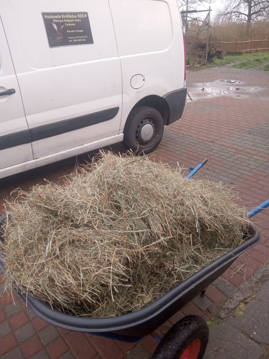 Siano z koniczyną czerwoną, lucerną. Rośliny motylkowe