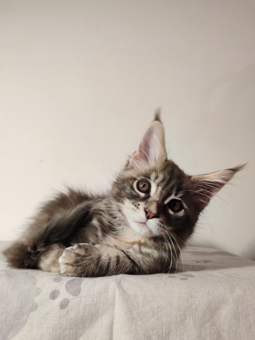 Мейн-кун дівчинка