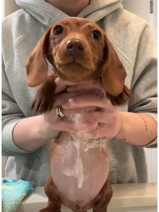 Стильні породні таксочки