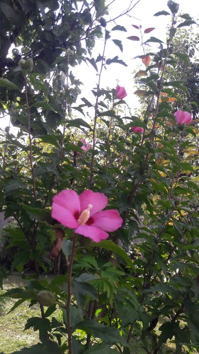 Гібіскус деревовидний