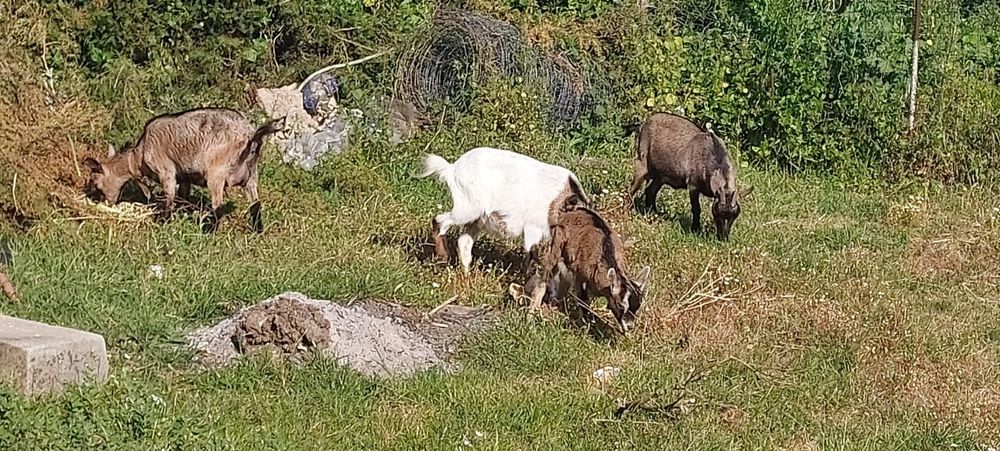 Cabras para venda