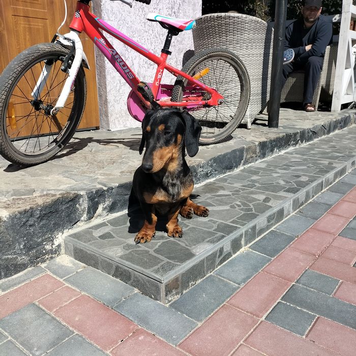 В'язка такса мраморний, чорний з підпалом.