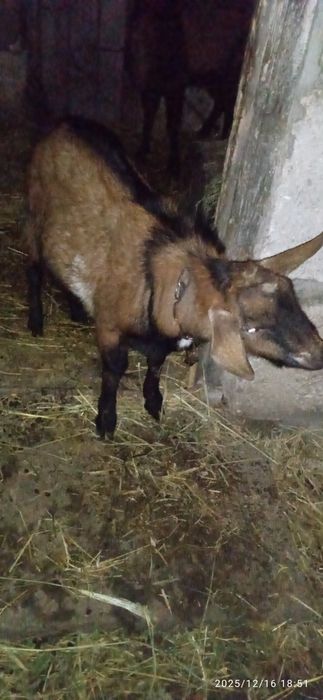 Продам альпо-нубійського козлика