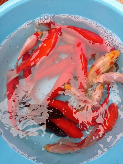 Kinguios cometas e sarasas peixes adultos