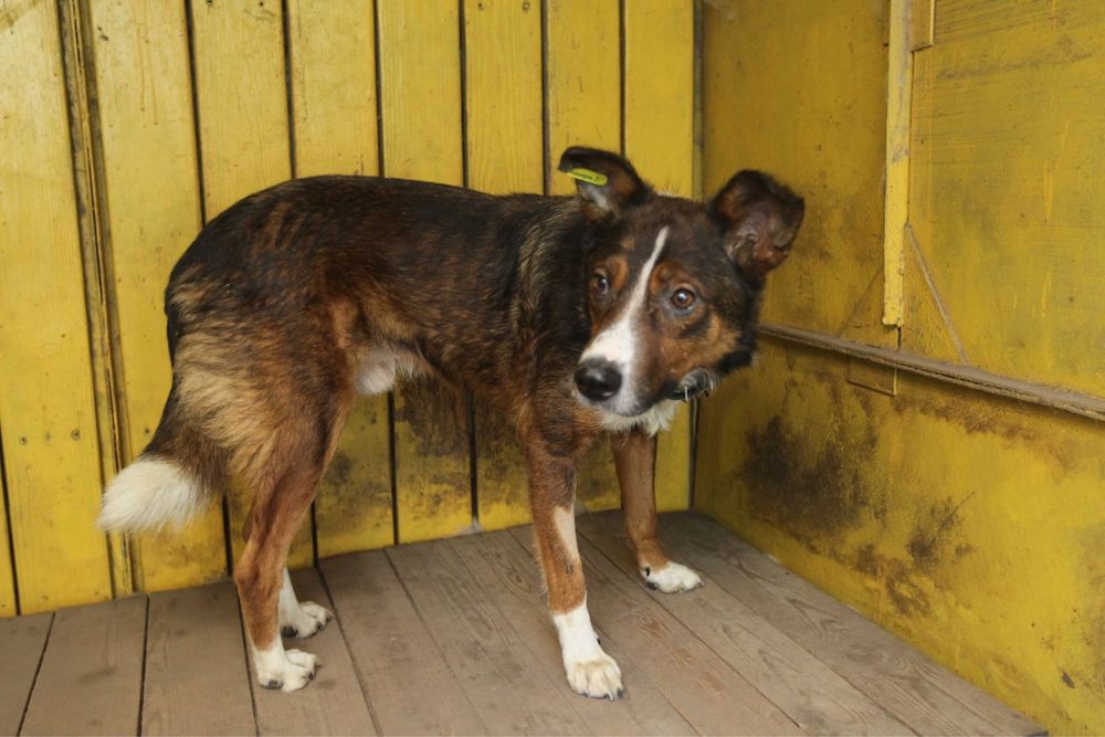 Шукаємо родину для песика!