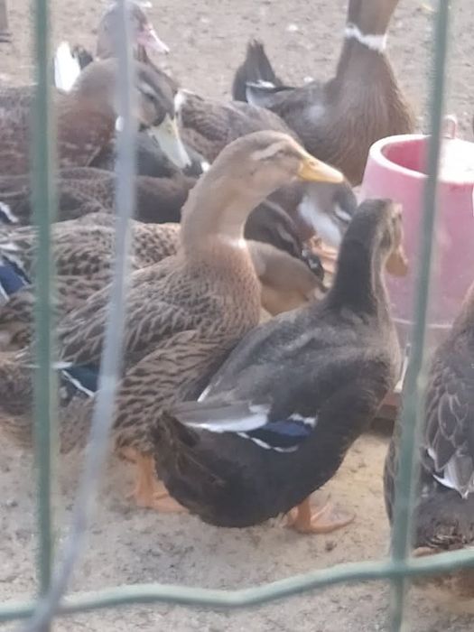 Pato Carolina cinza  entre outros patos