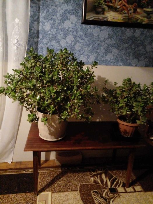 Красула або грошове дерево