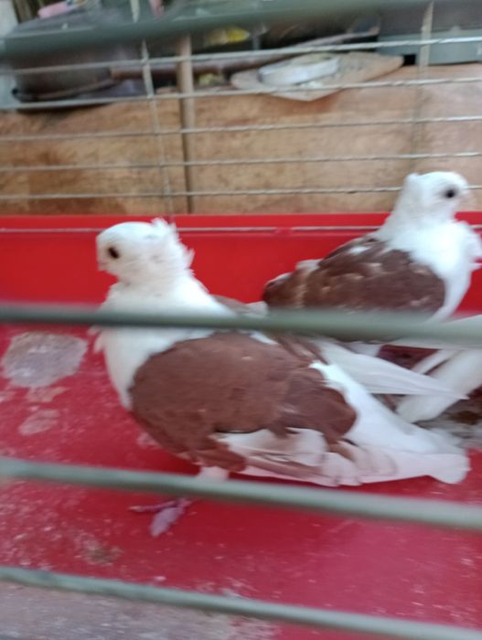 Sprzedam gołębie Mewki