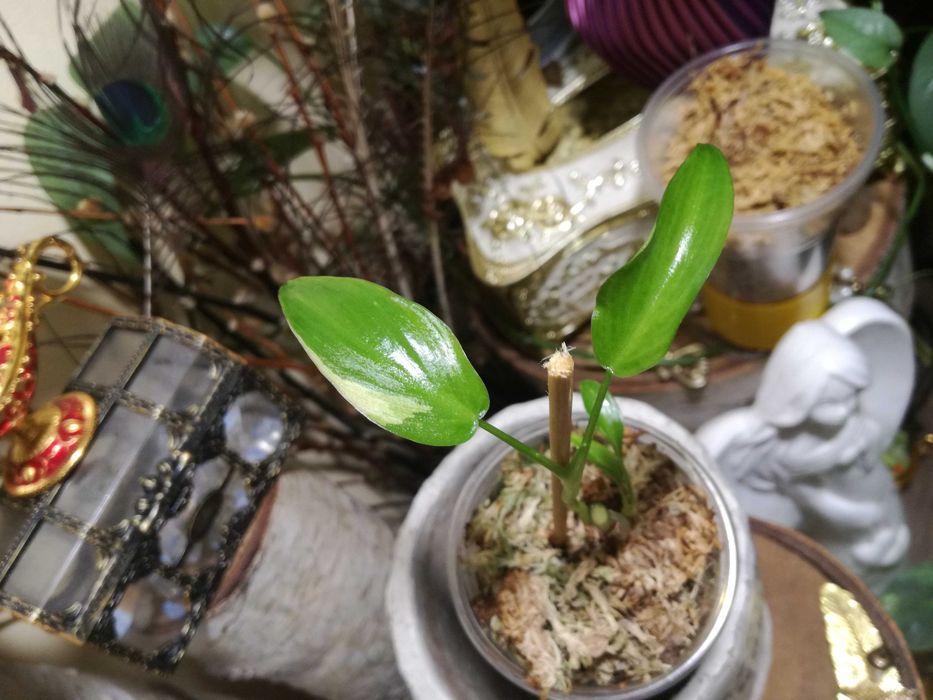 Philodendron Gold Dragon Variegata UNIKAT monstera SUPER CENA Sadzonka