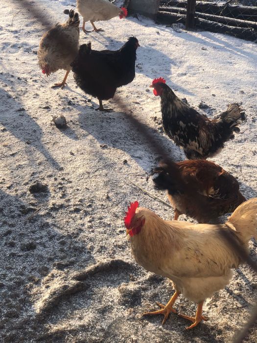 Продам петухів….