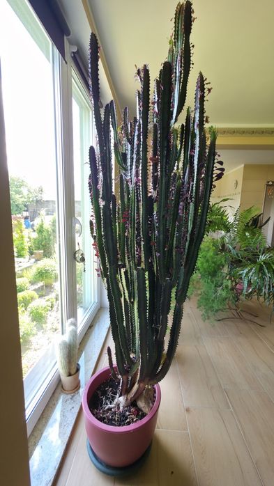 gummibaum direkte sonne Gummibaum ca. 200 cm 3 Pflanzen im Topf Ficus elastica Abidjan