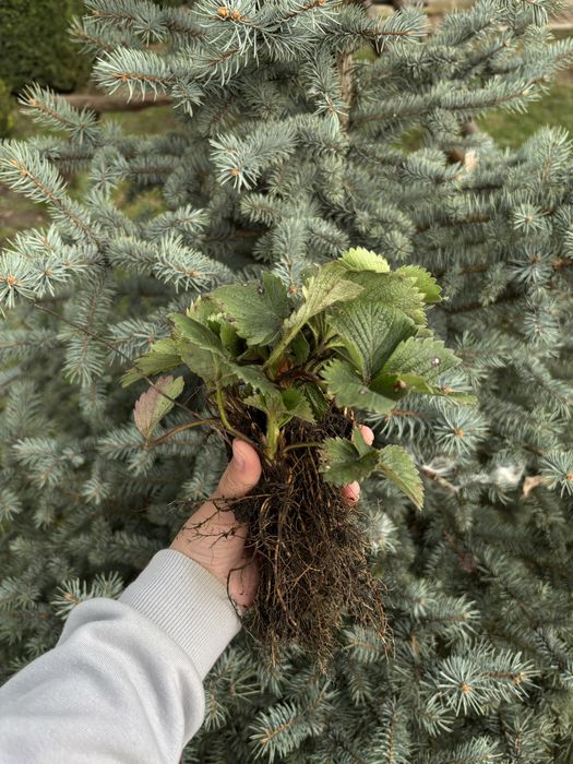 Саджанець полуниці альба,азія,клері