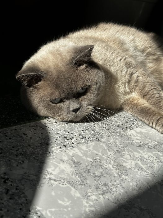 Вʼязка шотлендець прямовухий