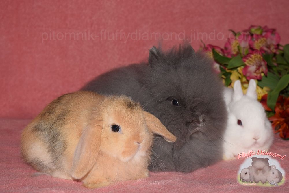 Ефектні кроленята. Висловухі NHD, Mini Lop. Ангора, Гермелін!