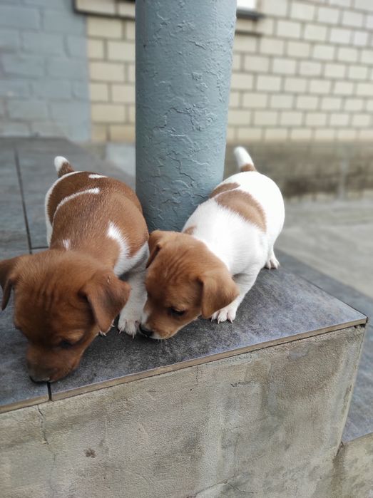 Продаю щенка Джек Рассел тер'єр хлопчик