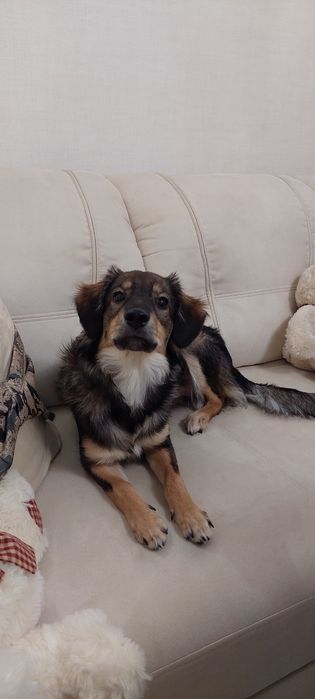 Собачка в добрі ручки!