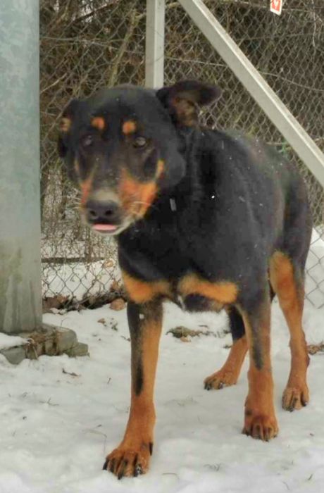 Pokochaj zwykłego kundelka.