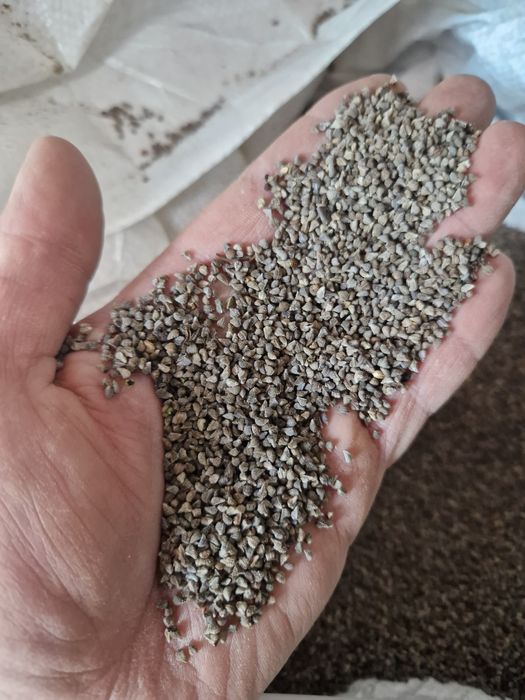 Żmijowiec grecki Wysyłka gratis Echium creticum