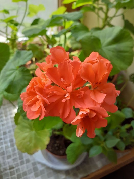 Герань.Пеларгония зональная.