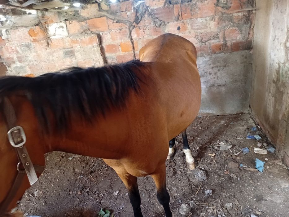 Vendo parelha de éguas