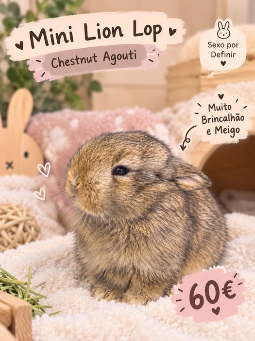 Coelhinho - Mix Mini Lop + Lionhead.