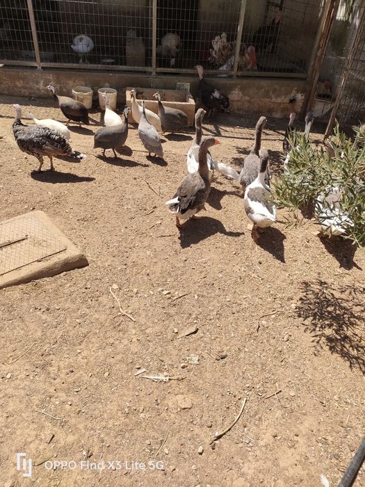 Animais da quinta e ovos biológicos.