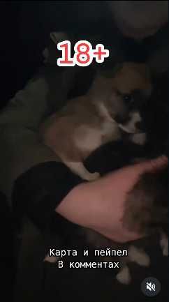 Три щенка нуждаются в помощи