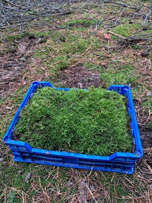 Mech płaski Brodawkowiec Czysty oraz Rokietnik Pospolity