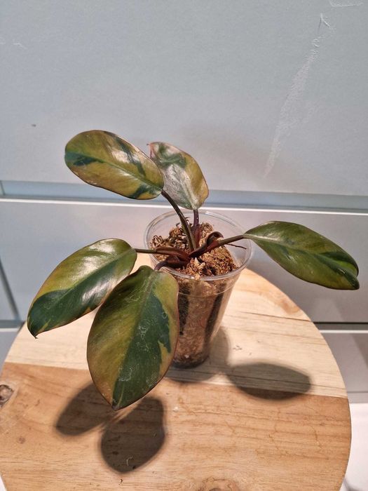 Philodendron black cardinal variegated Filodendron