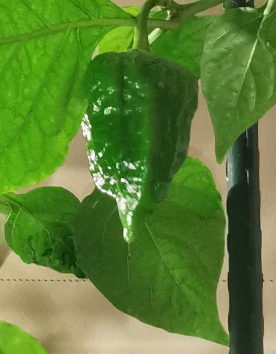 Ekstremalnie ostra świeża papryka - okaz kolekcjonerski