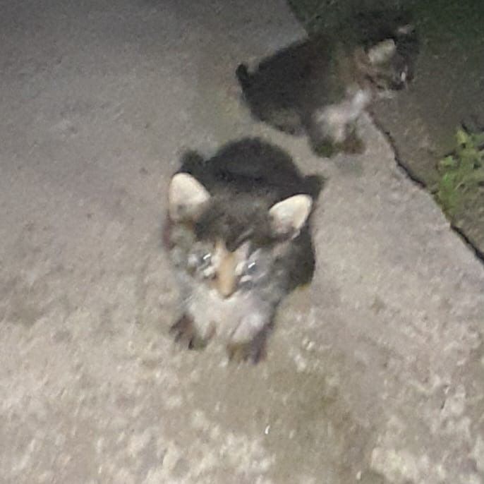 Gatinhos para Adoção