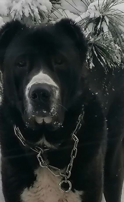 Щенки алабая (среднеазиатская овчарка) — НА БРОНИРОВАНИЕ  

Открыто б