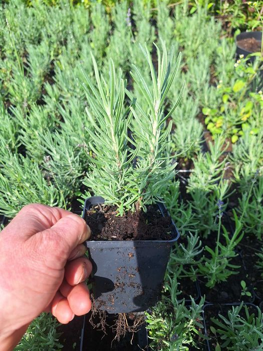 P9 Lawenda wąskolistna hidcote HURT DETAL wysyłka