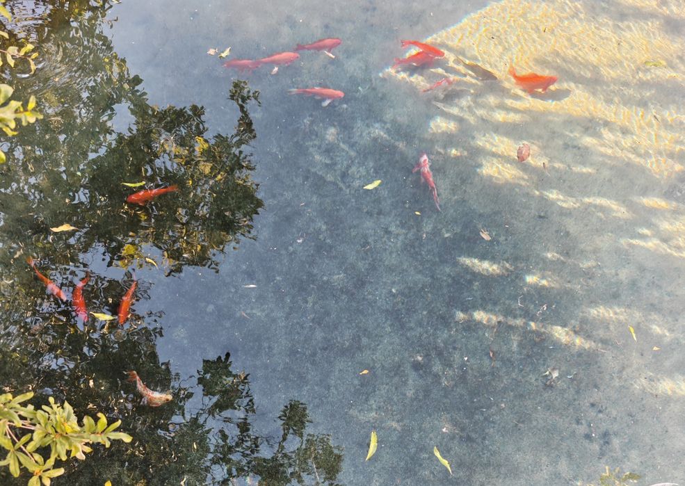 Peixes - vários disponíveis