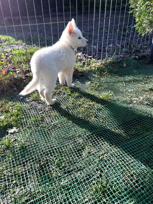 Biały Owczarek Szwajcarski Szczeniak Hodowla Pies