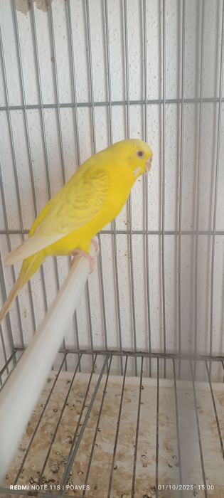 Periquitos mutação