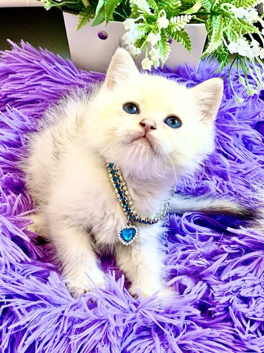 Британський хлопчик