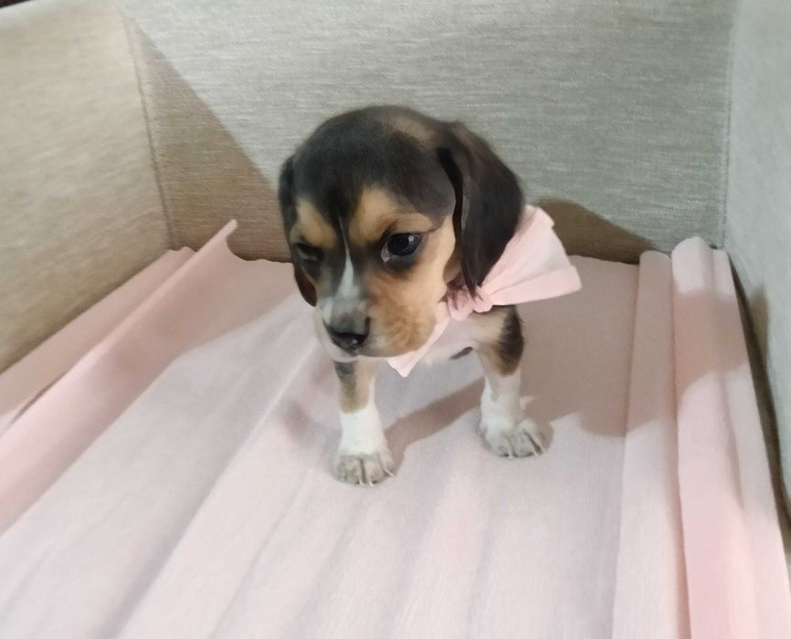 Beagle fêmea maravilhosa