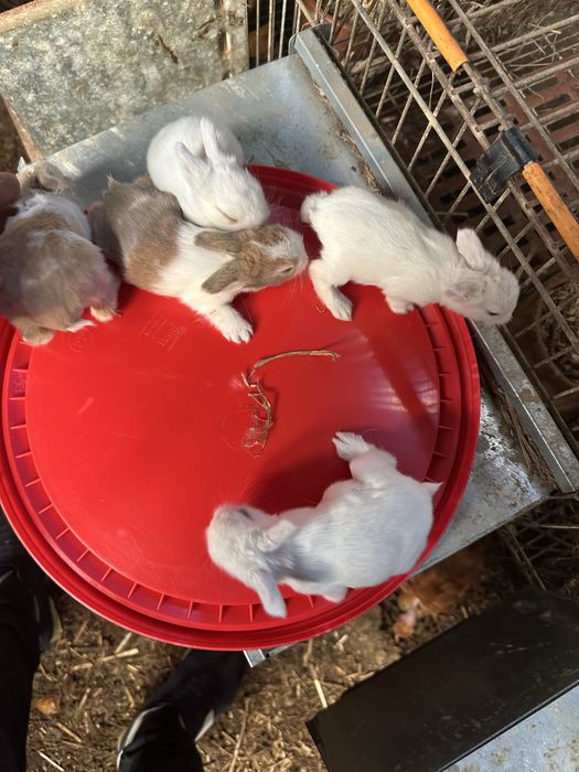 Vende se coelhos anões