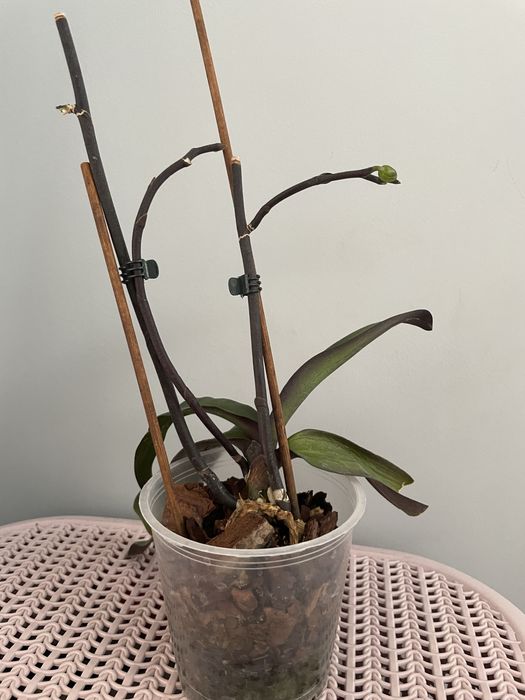 Орхідея Екзотік Пунш