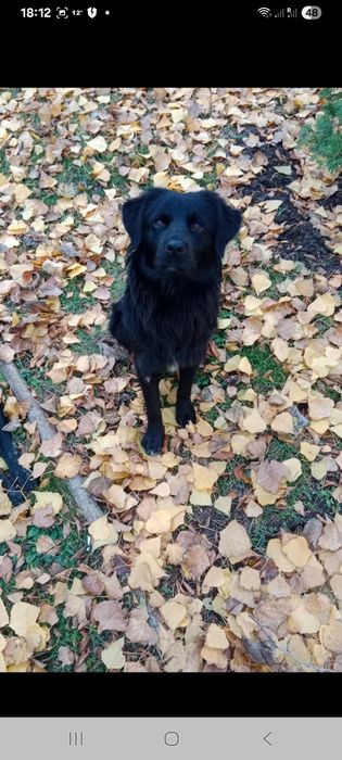 Молодой песик ищет добрые руки!