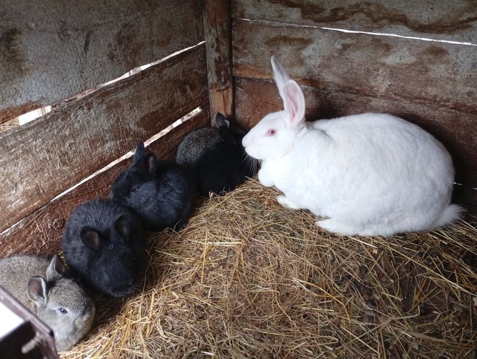 Кролі молодняк продам