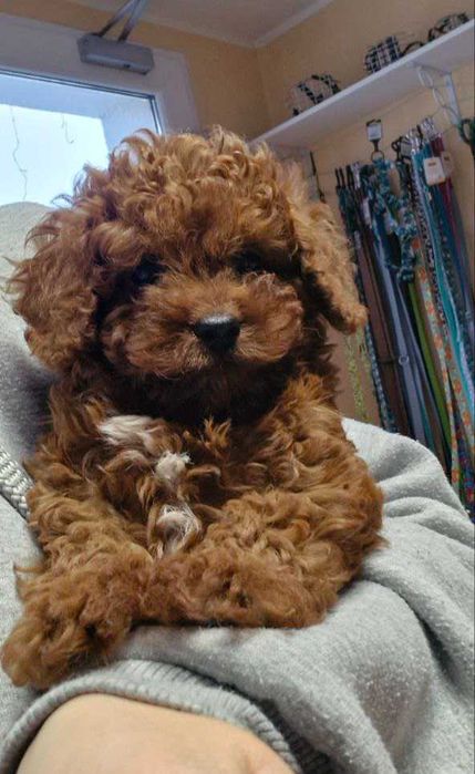 Pudel toy. Color red