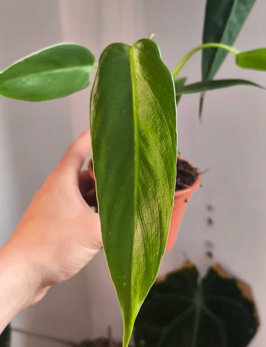 Philodendron Spiritus Sancti