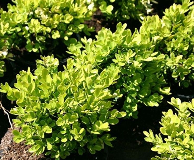 Вічнозелений самшит.