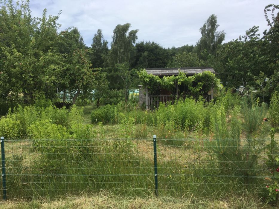 Działka ROD przy ul. Makowej - Widok 4