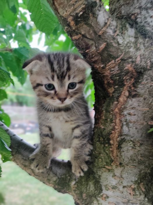 Кошенята в добрі руки