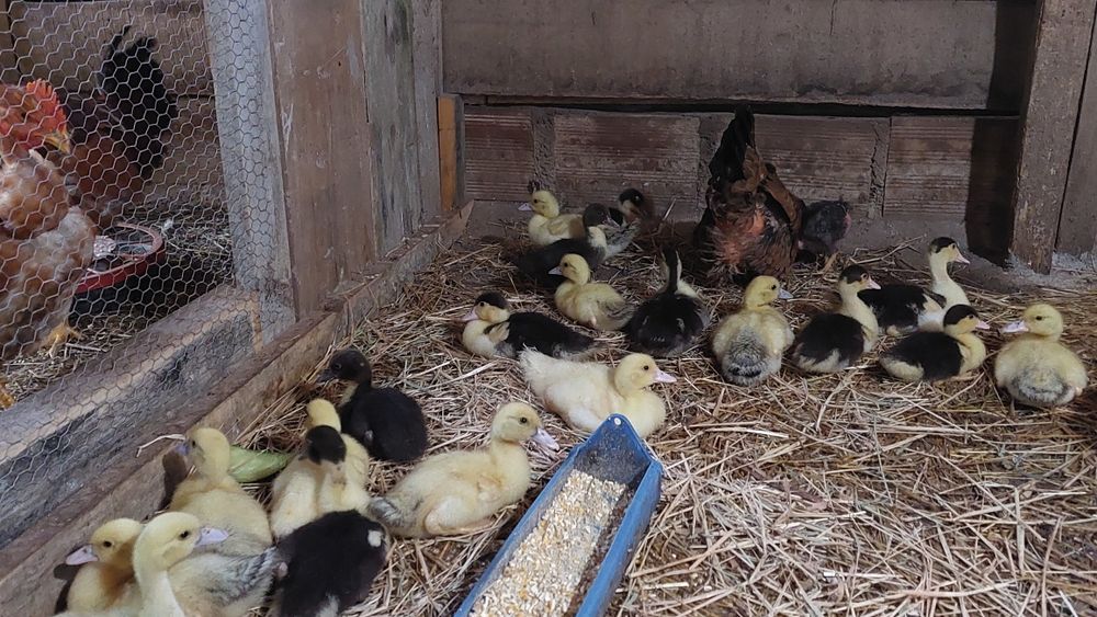 12 Patos mudos com 4 semanas